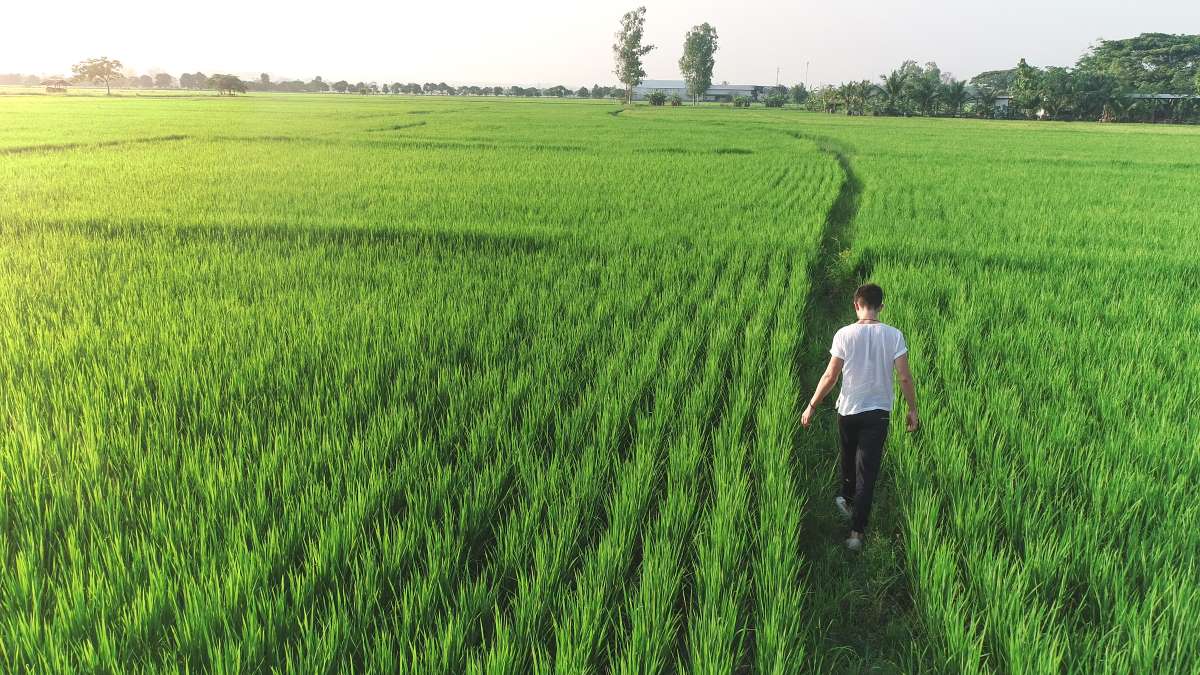Man Walking In A Meadow Man Walking In A Meadow