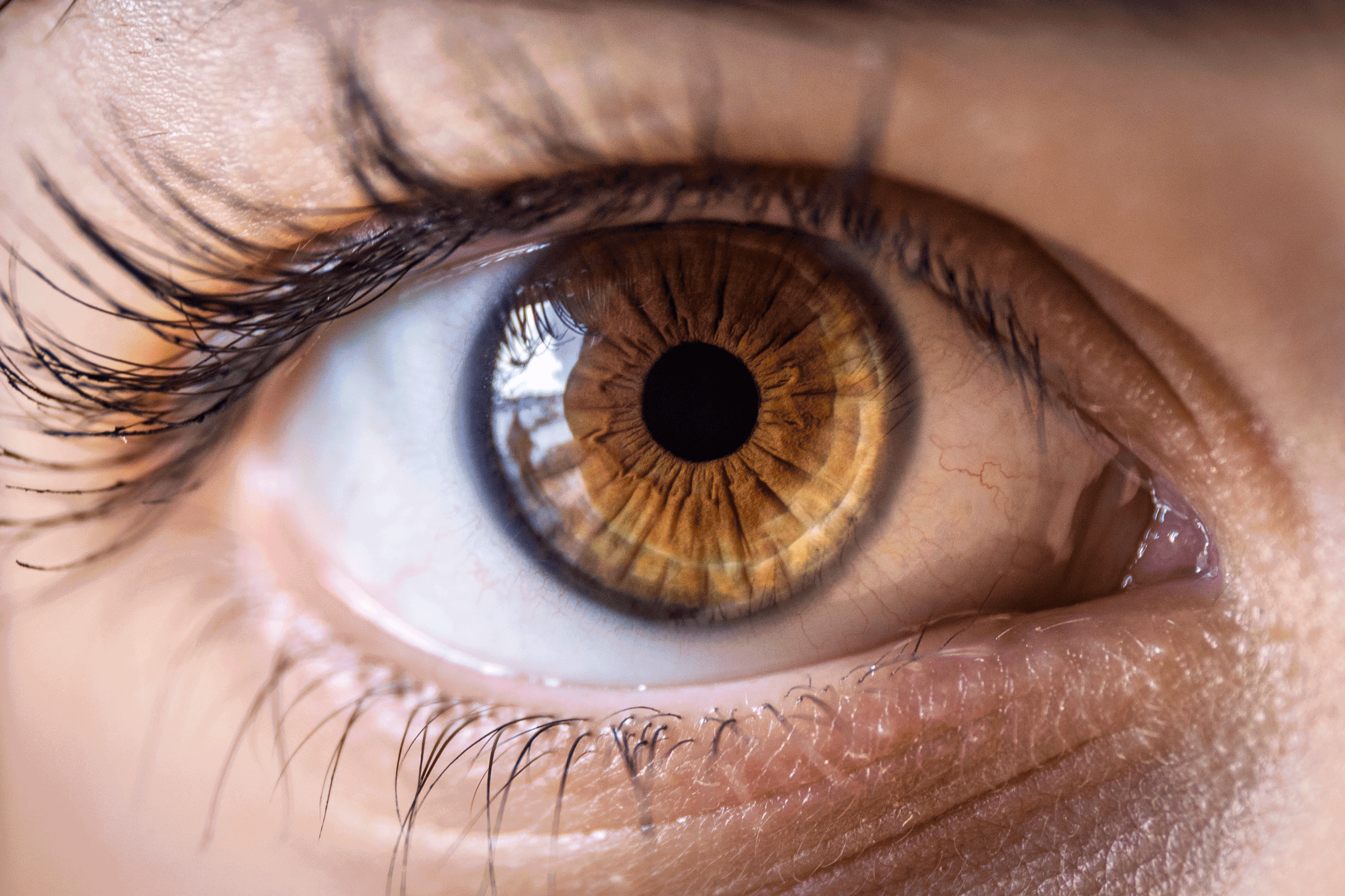 Perfect Brown Eye Macro