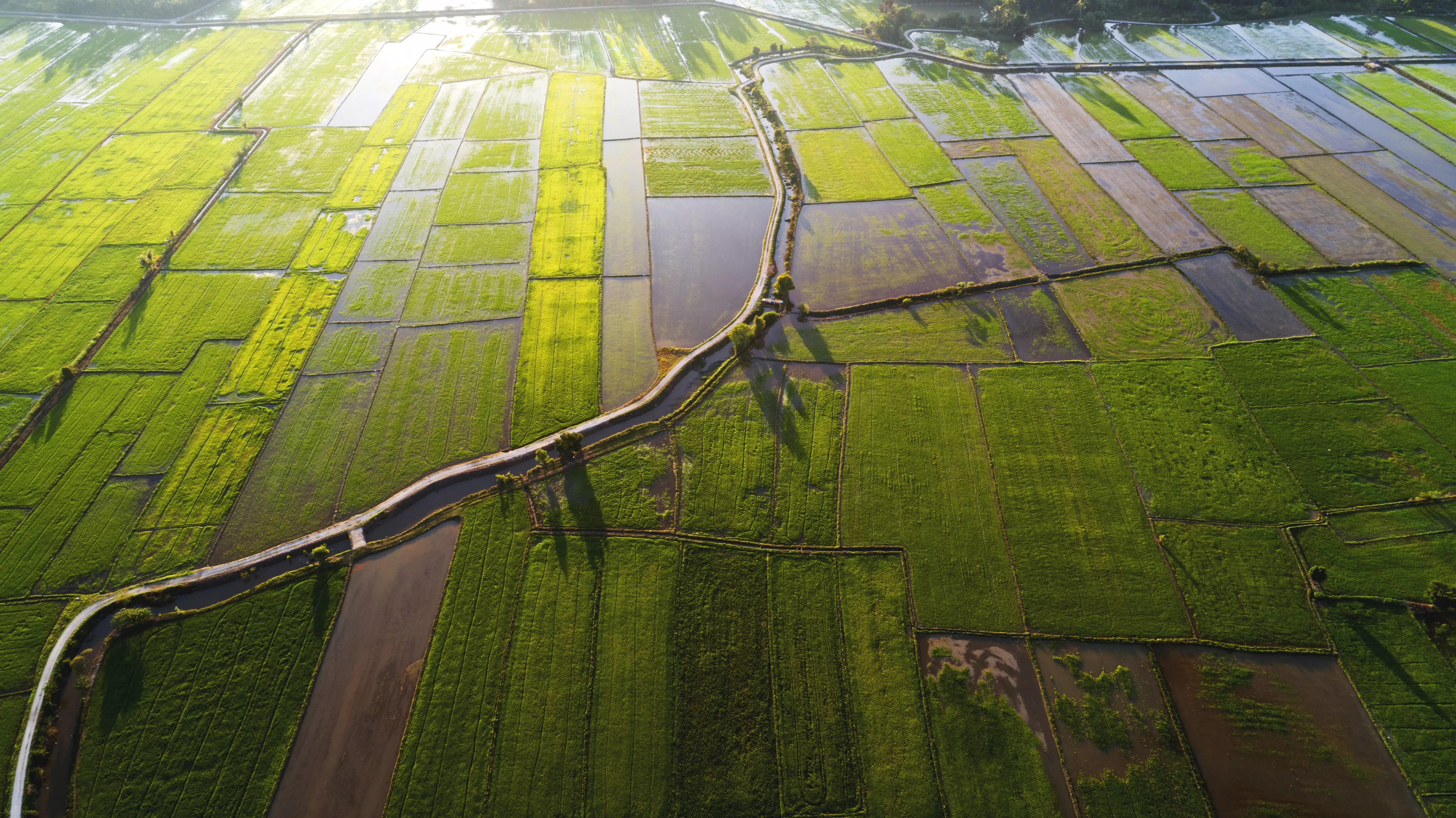 A small gravel road built across a vast farmland 