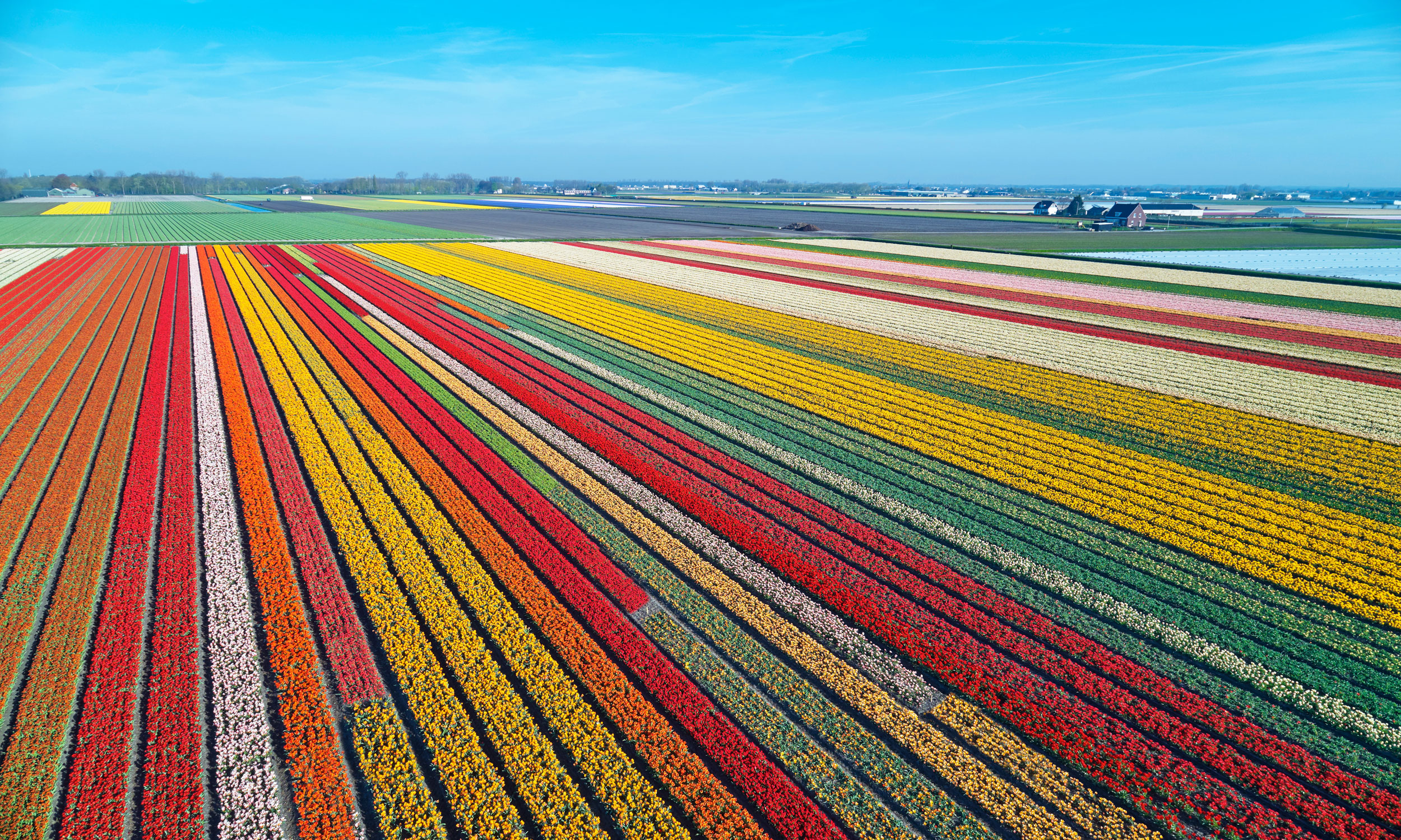 Bulb Fields In Springtime Netherlands Bulb Fields In Springtime Netherlands