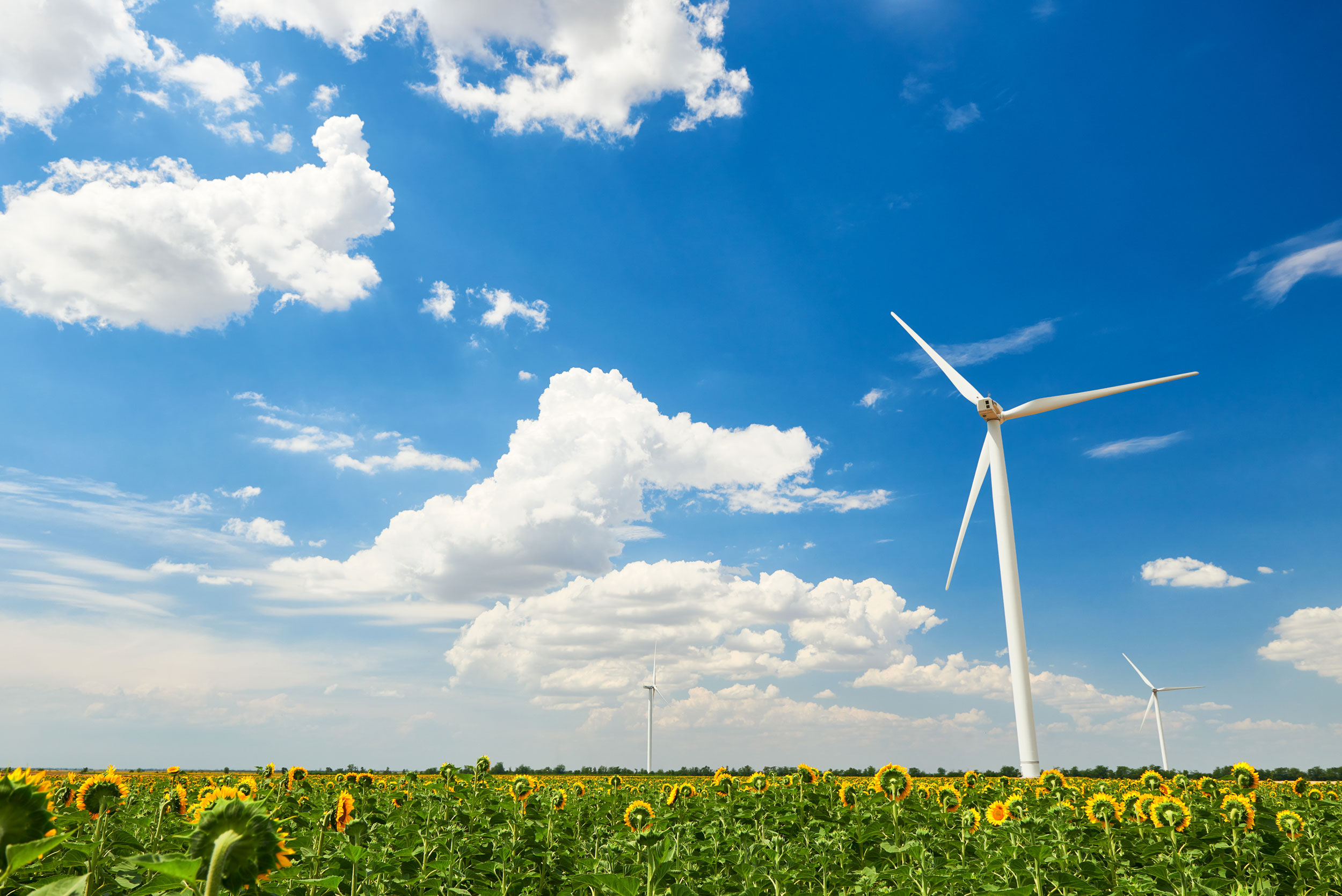 Wind Generators In Sunflower Field